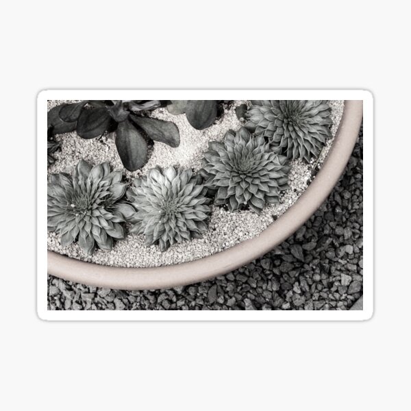 Potted Succulents in Black and White Sticker