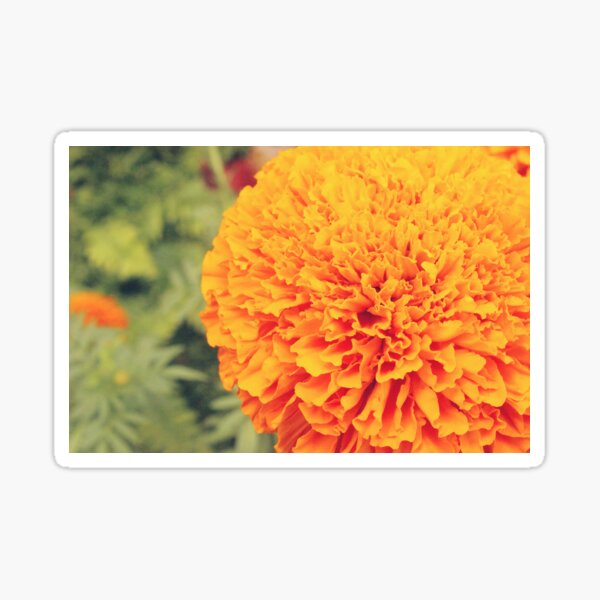 Mexican Marigold Flower Sticker