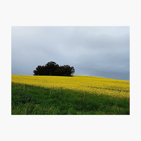 Item preview, Canola Fields in Cape Town designed and sold by Blissfully-MK.
