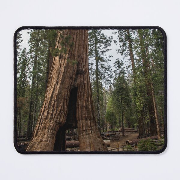 Item preview, California Tunnel Tree designed and sold by metgeophoto.
