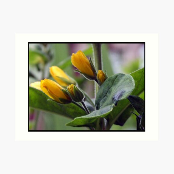 mellowyellow Art Print