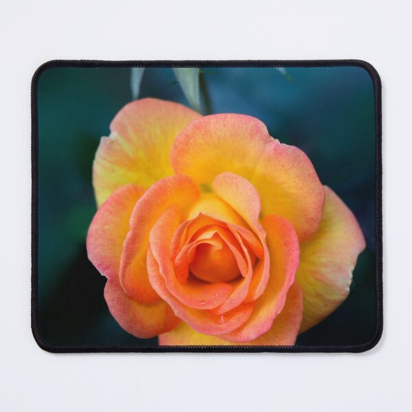 Item preview, Beatiful roses on nature background designed and sold by olena2552.