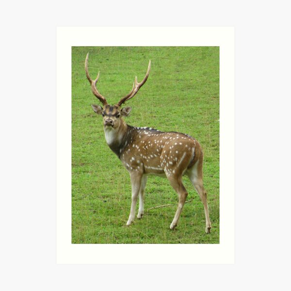 Axis Deer Wall Art Redbubble