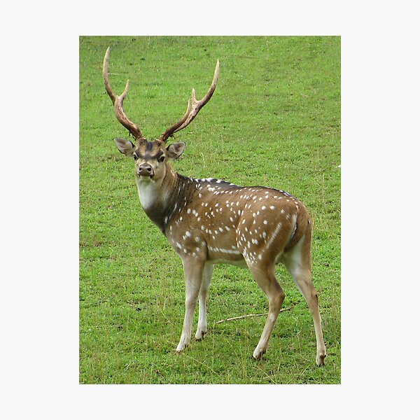 "Axis Deer " Photographic Print by GinnyY Redbubble