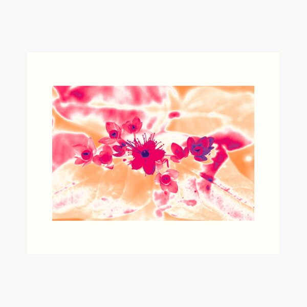 Alternative Hypericum Art Print