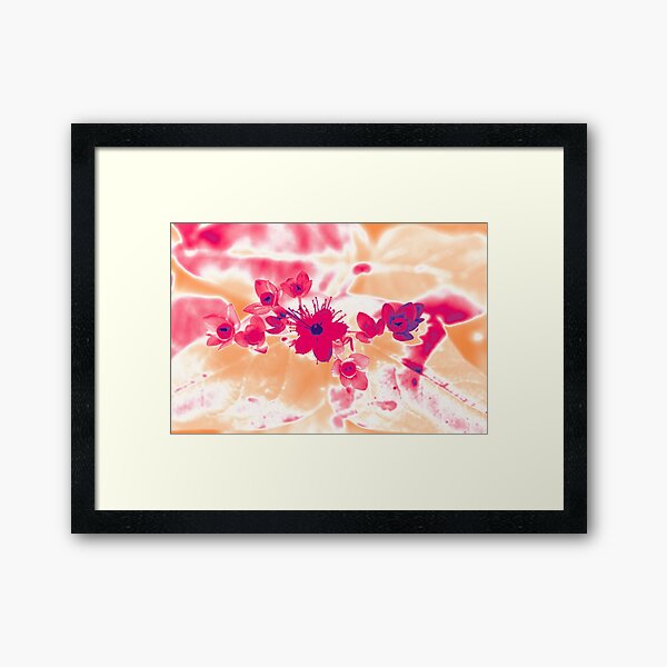 Alternative Hypericum Framed Art Print