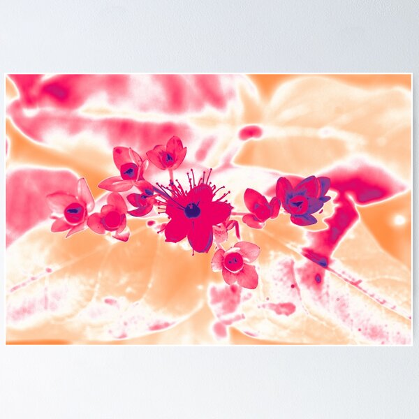 Alternative Hypericum Poster
