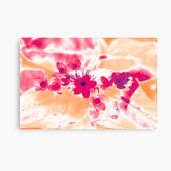 Alternative Hypericum Canvas Print