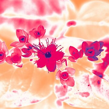 Artwork thumbnail, Alternative Hypericum by Alternative Perspectives