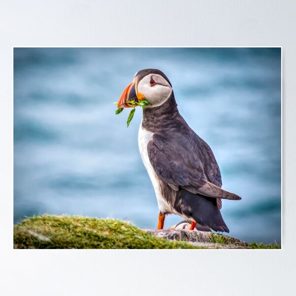 Item preview, Puffin Bearing Gifts designed and sold by Viv Thompson Photography .