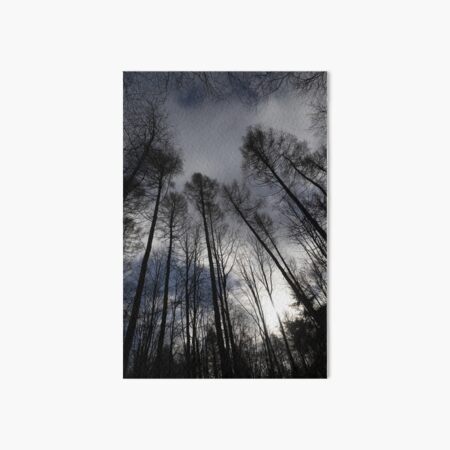 Item preview, Looking up at the Tree Tops designed and sold by Calidris Fotografie Steffi & Ben Köppler.