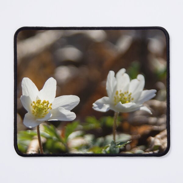Item preview, Wood Anemones designed and sold by Calidris Fotografie Steffi & Ben Köppler.