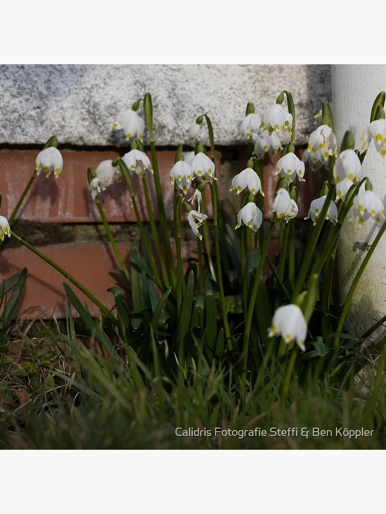 Thumbnail 4 of 4, Clock, Spring Snowflakes designed and sold by Calidris Fotografie Steffi & Ben Köppler.