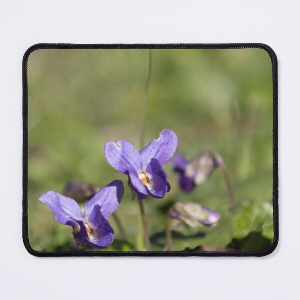 Item preview, Violet designed and sold by Calidris Fotografie Steffi & Ben Köppler.