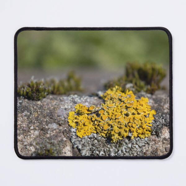 Item preview, Common Orange Lichen designed and sold by Calidris Fotografie Steffi & Ben Köppler.