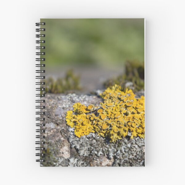 Item preview, Common Orange Lichen designed and sold by Calidris Fotografie Steffi & Ben Köppler.