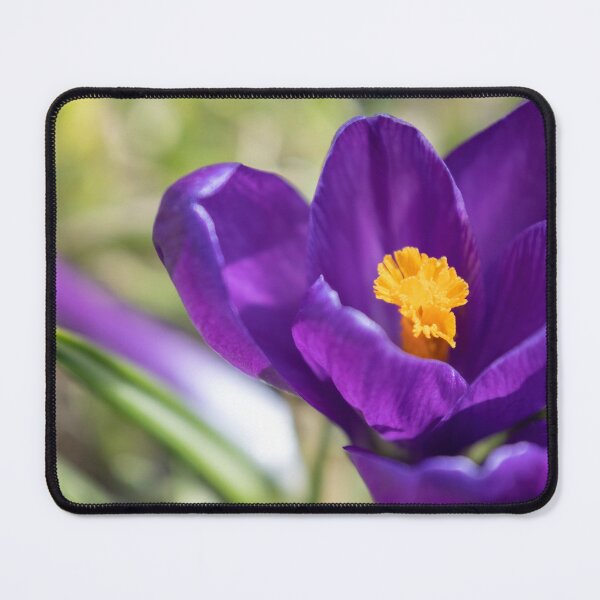 Item preview, Crocus designed and sold by Calidris Fotografie Steffi & Ben Köppler.