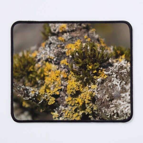Item preview, Lichen and Moss on a Twig designed and sold by Calidris Fotografie Steffi & Ben Köppler.