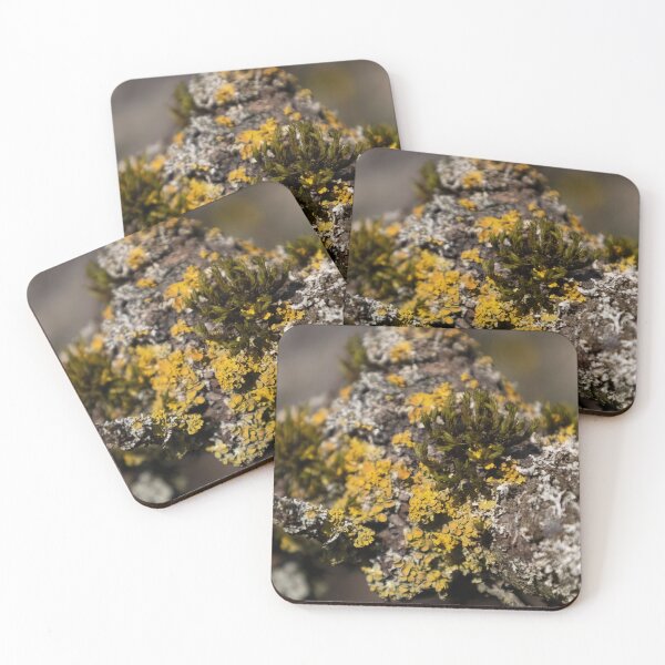 Item preview, Lichen and Moss on a Twig designed and sold by Calidris Fotografie Steffi & Ben Köppler.