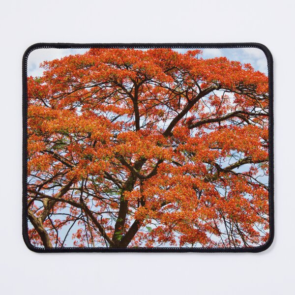 Item preview, A Flame Tree's Fiery Mane designed and sold by OTurnbullPhoto.