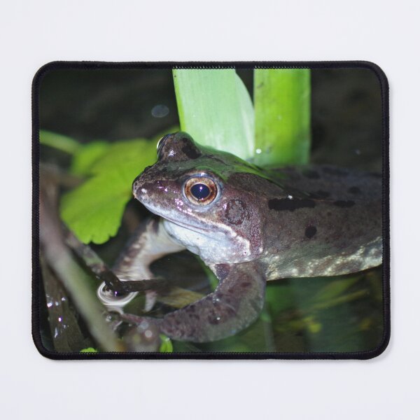 Item preview, Common Frog designed and sold by Steven Allain.