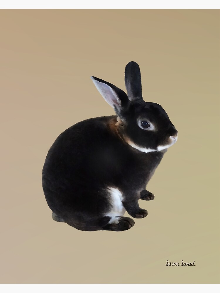 Dog Breed Havana Rex Rabbit Brown Black Mini Rex Bunny Mini Rex