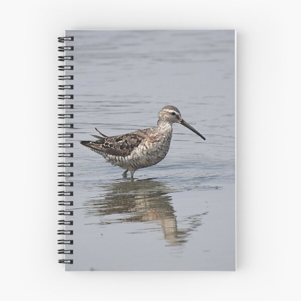 Item preview, White-rumped sandpiper designed and sold by Phoenixphoxes.