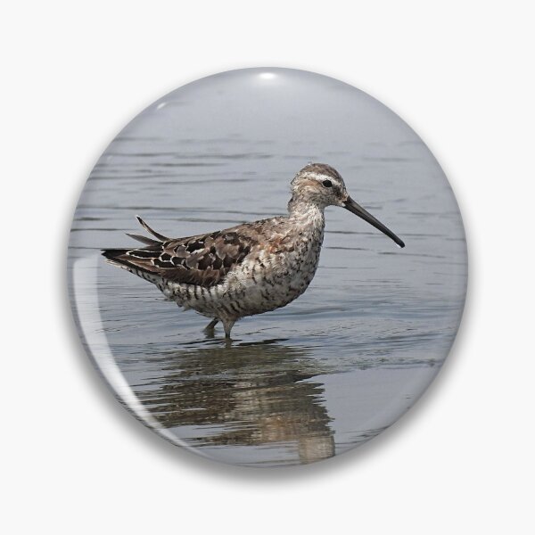 Item preview, White-rumped sandpiper designed and sold by Phoenixphoxes.