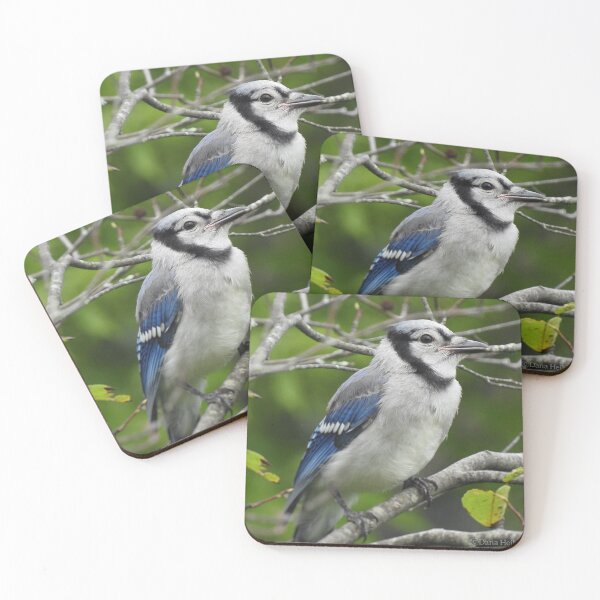 Item preview, Juvenile Blue Jay designed and sold by Phoenixphoxes.