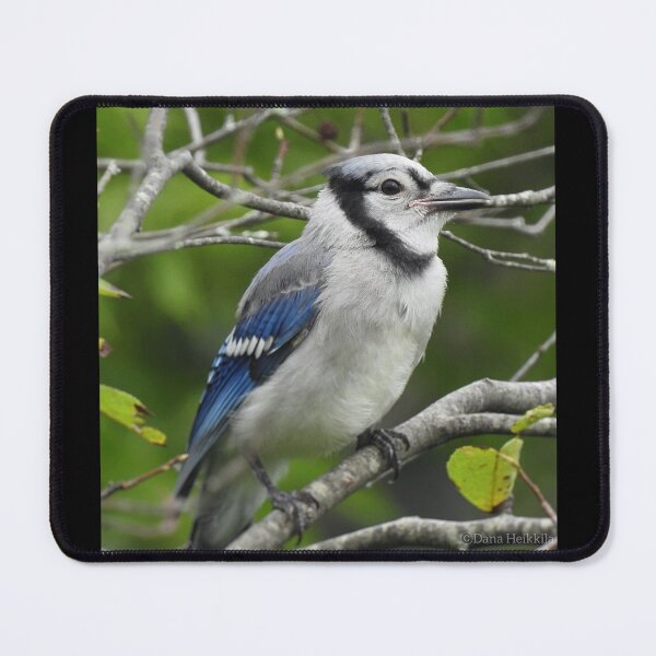 Item preview, Juvenile Blue Jay designed and sold by Phoenixphoxes.