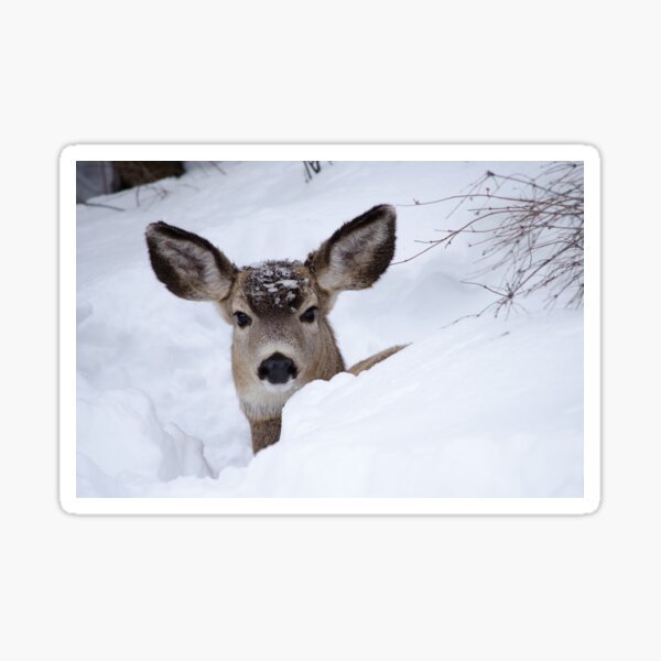 Doe in deep snow Sticker