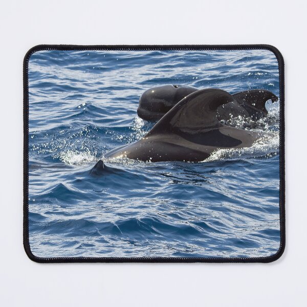 Item preview, Female short-finned pilot whale, Globicephala macrorhynchus, with a calf designed and sold by Zosimus.