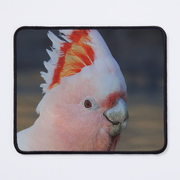 Item preview, Major Mitchell Cockatoo 1 designed and sold by Seesee.