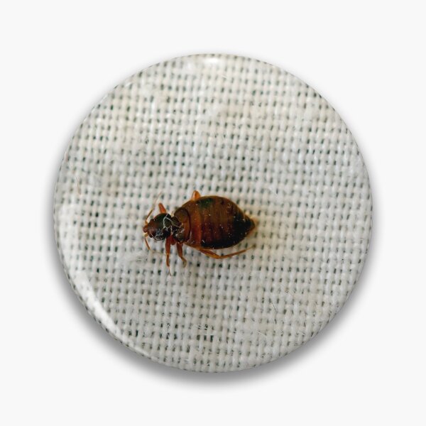 Item preview, A bed bug, Cimex lectularius, on a bed sheet. designed and sold by Zosimus.
