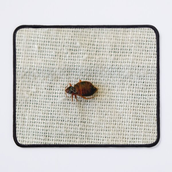 Item preview, A bed bug, Cimex lectularius, on a bed sheet. designed and sold by Zosimus.