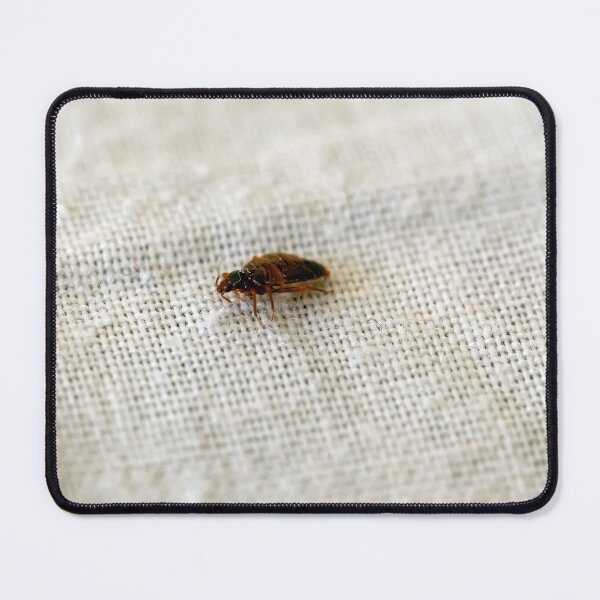 Item preview, Bed bug, Cimex lectularius, on a bed sheet designed and sold by Zosimus.