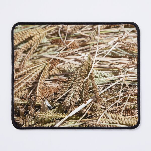 Item preview, Ears of finger millet, Eleusine coracana, after harvest designed and sold by Zosimus.