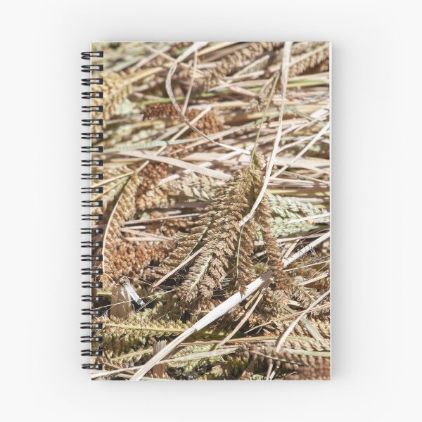 Item preview, Ears of finger millet, Eleusine coracana, after harvest designed and sold by Zosimus.