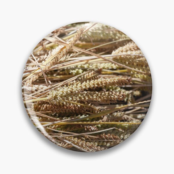 Item preview, Ears of finger millet, Eleusine coracana, after harvest designed and sold by Zosimus.