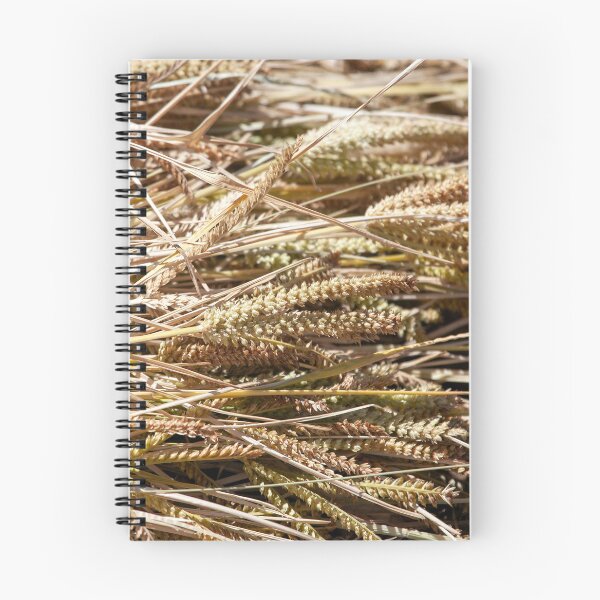 Item preview, Ears of finger millet, Eleusine coracana, after harvest designed and sold by Zosimus.