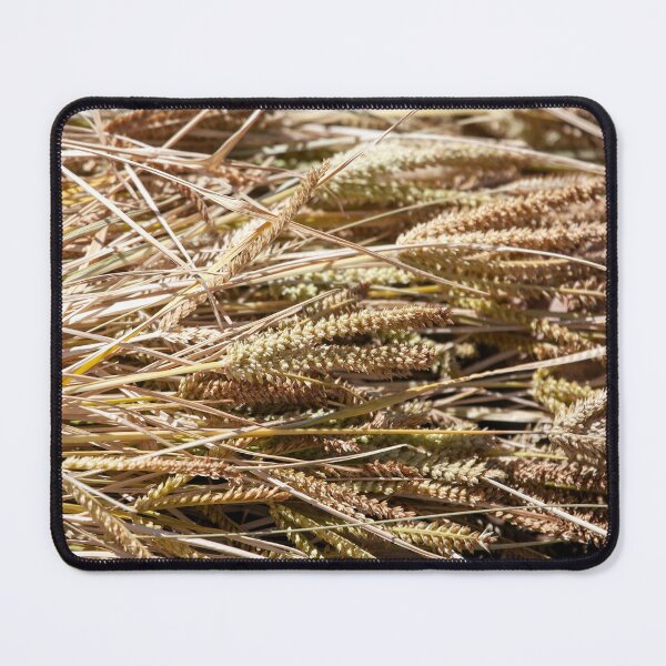 Item preview, Ears of finger millet, Eleusine coracana, after harvest designed and sold by Zosimus.