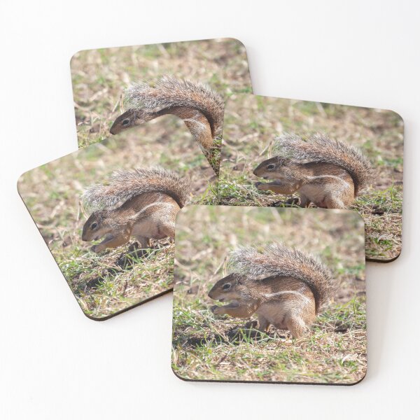 Item preview, Striped ground squirrel, Euxerus erythropus designed and sold by Zosimus.