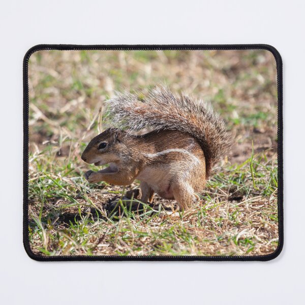 Item preview, Striped ground squirrel, Euxerus erythropus designed and sold by Zosimus.