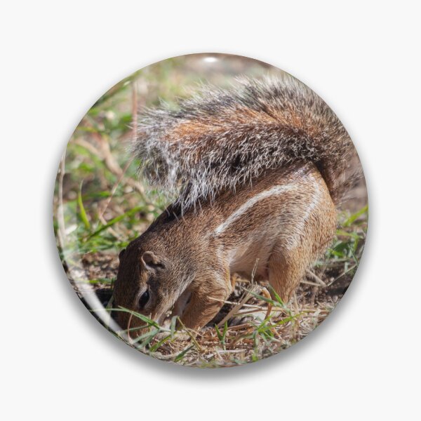 Item preview, Striped ground squirrel, Euxerus erythropus, on a meadow in East Africa. designed and sold by Zosimus.
