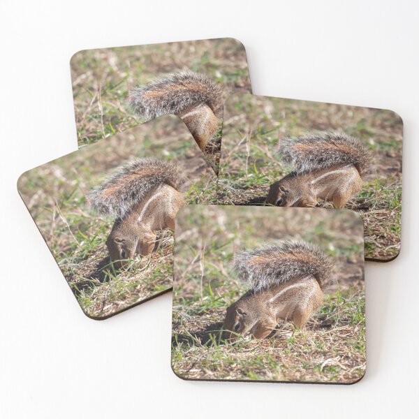 Item preview, Striped ground squirrel, Euxerus erythropus, on a meadow in East Africa. designed and sold by Zosimus.