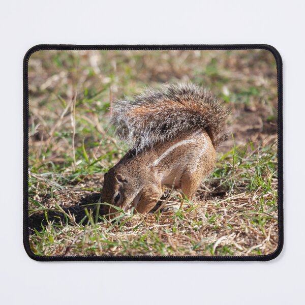 Item preview, Striped ground squirrel, Euxerus erythropus, on a meadow in East Africa. designed and sold by Zosimus.