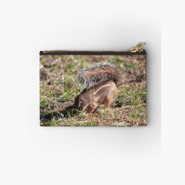Item preview, Striped ground squirrel, Euxerus erythropus, on a meadow in East Africa. designed and sold by Zosimus.