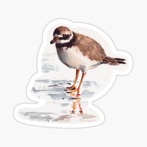 Watercolor painting - Common ringed plover Sticker