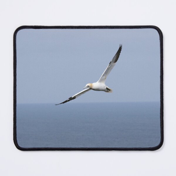 Item preview, Beautiful Gannet In Flight designed and sold by francophotos.