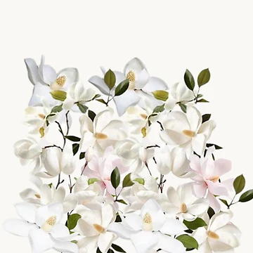 Artwork thumbnail, Magnolia by Racyfun77